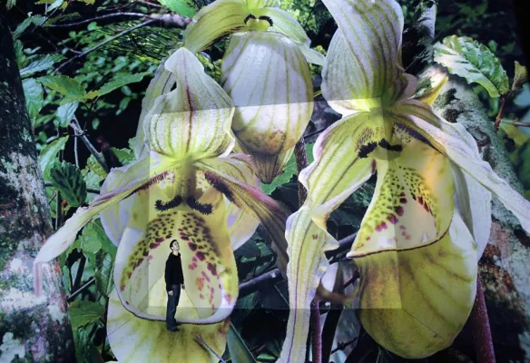 Bild: Erfolgreichstes Panorama Yadegar Asisis feiert Geburtstag