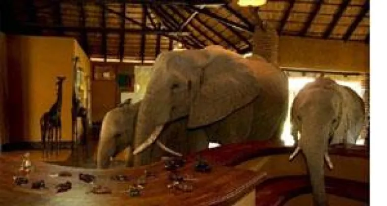 Bild: Ein Elefant im Porzellanladen