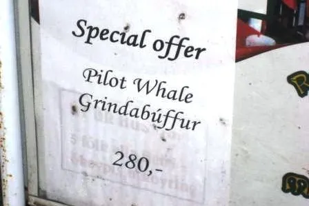 Bild: Verbotener kommerzieller Handel mit Walfleisch auf Färöer-Inseln aufgedeckt