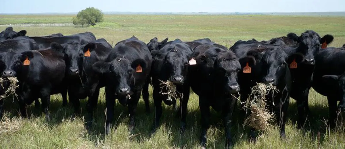 Black-Angus-Rinder