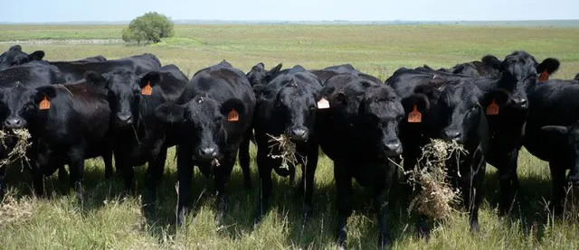 Bild: 100% Weidehaltung in der Rinderzucht als nachhaltige Geldanlage