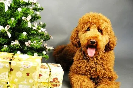 Bild: Wegberger Hundetrainerin Kirstin Müller: Als Weihnachtsgeschenk ist ein Hund nur bedingt geeignet