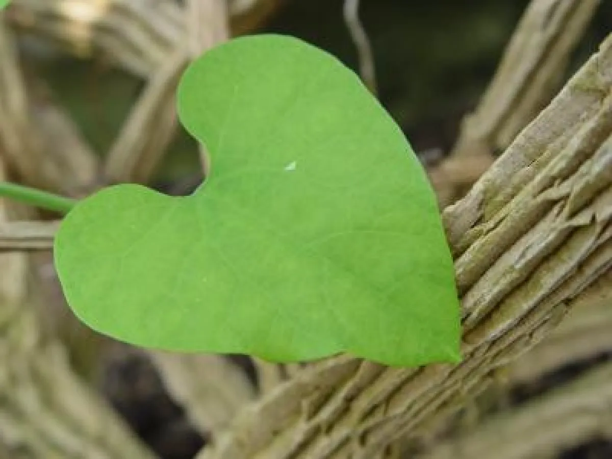 Verantwortliches Unternehmertum in Afrika