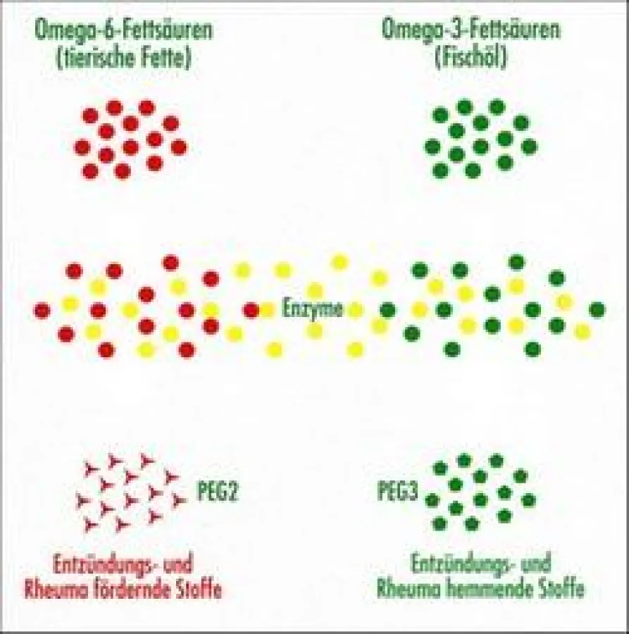 Omega-6- und Omega-3-Fettsäuren sind Gegenspieler