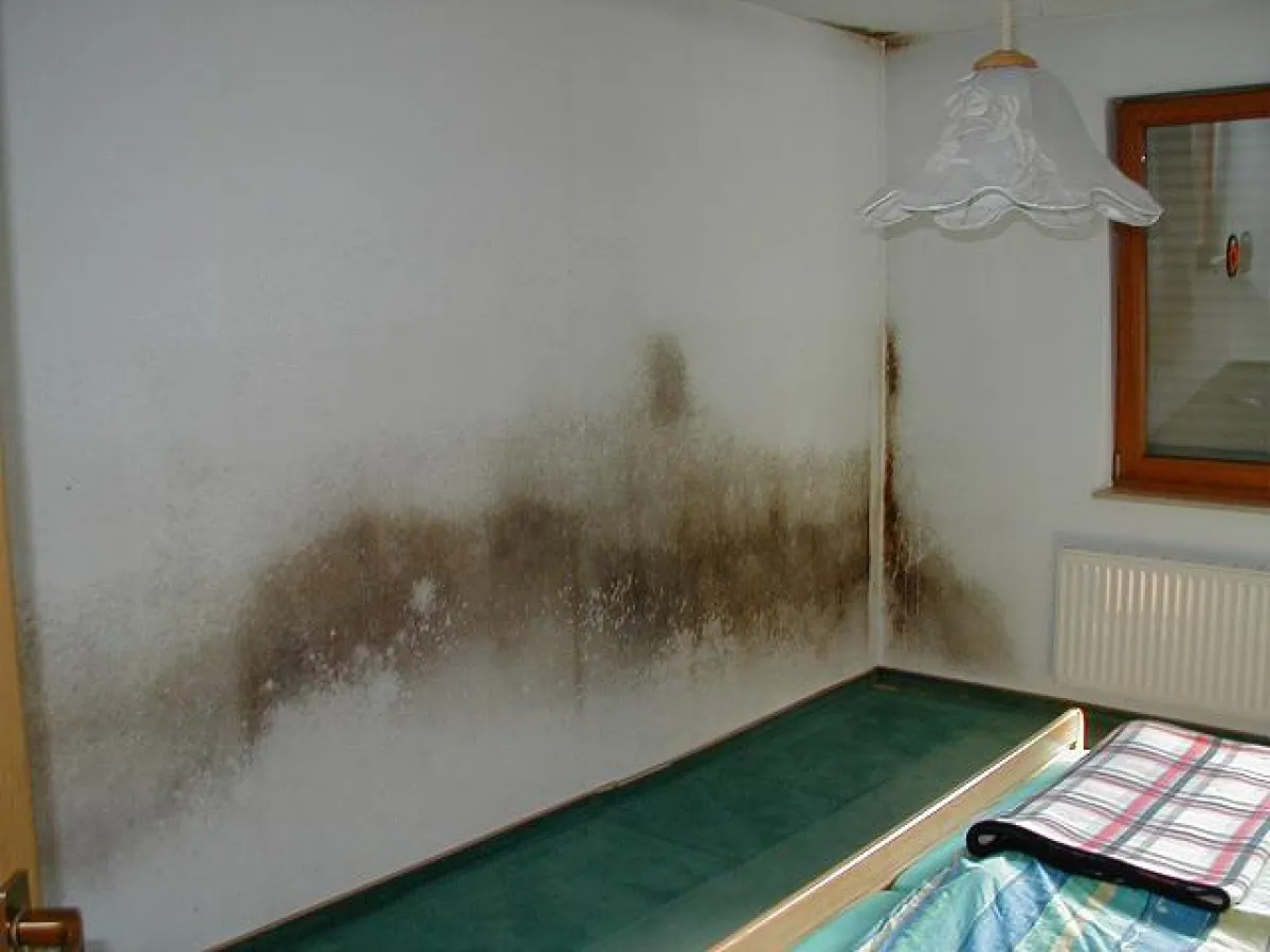 Schimmelpilze wachsen oft im Verborgenen. Stuckateur-Meisterbetriebe. Foto: Bacher