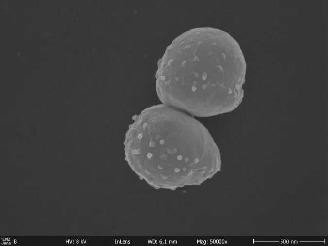Bislang nicht kultivierbare Bakterien eröffnen neue Einblicke in das Grundwasser-Ökosystem Bild: Bislang nicht kultivierbare Bakterien eröffnen neue Einblicke in das Grundwasser-Ökosystem