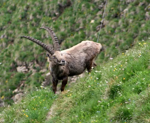 Naturparadies Schweiz: Brienzer Rothorn mit Steinbock Trek Bild: Naturparadies Schweiz: Brienzer Rothorn mit Steinbock Trek