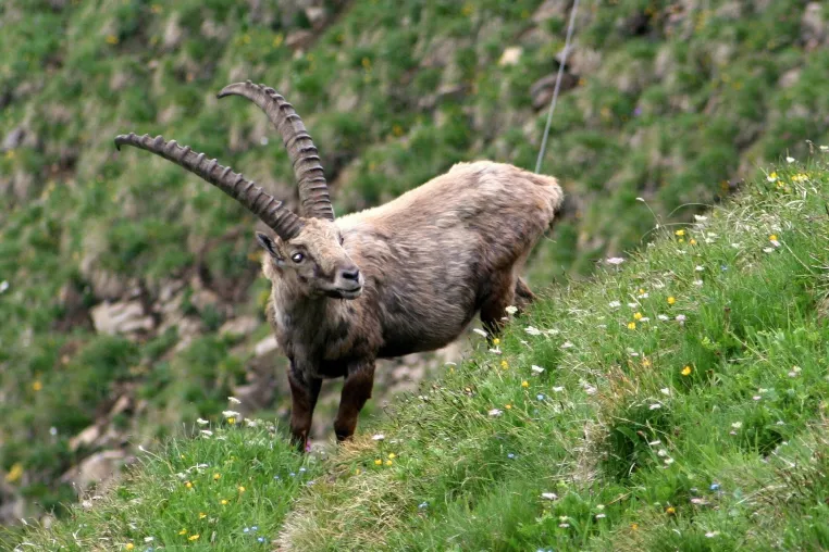Bild: Naturparadies Schweiz: Brienzer Rothorn mit Steinbock Trek