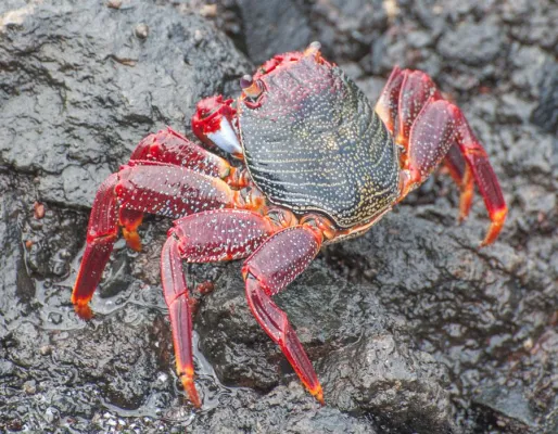 Bild: Zwischen Vulkanen, Drachenbäumen und Roten Felsenkrabben: Fotoseminar auf La Palma (Kanaren)