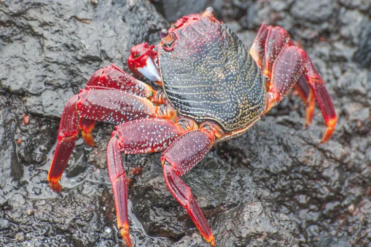 Zwischen Vulkanen, Drachenbäumen und Roten Felsenkrabben: Fotoseminar auf La Palma (Kanaren) Bild: Zwischen Vulkanen, Drachenbäumen und Roten Felsenkrabben: Fotoseminar auf La Palma (Kanaren)