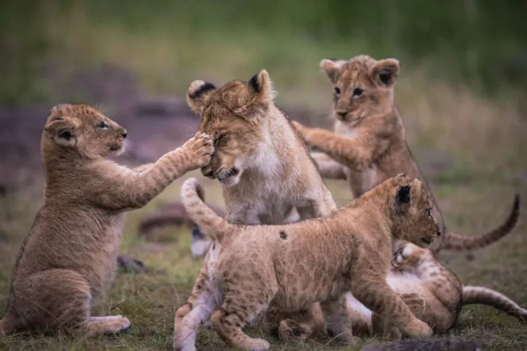 Sechs neue Löwenbabys verzaubern Livestream-Zuschauer auf der ganzen Welt Bild: Sechs neue Löwenbabys verzaubern Livestream-Zuschauer auf der ganzen Welt