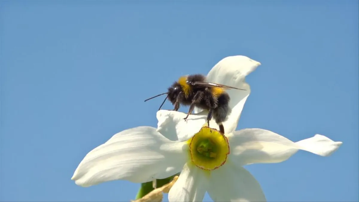 © NaturVision | Hummeln - Bienen im Pelz