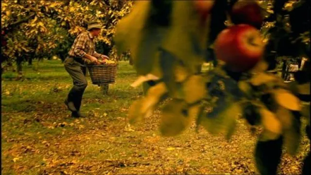 Bild: Goldener Herbst für Magners Irish Cider