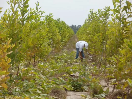 Bild: ForestFinance weitet Waldinvestment-Angebot auf Kolumbien aus: Kurze Laufzeit, attraktive Rendite