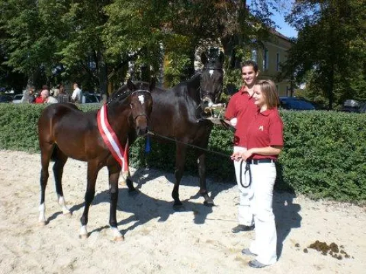 Bild: 23. Bundesfohlenchampionat Stadl Paura - Österreich