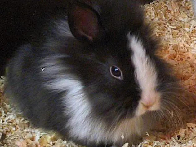 Bild: WilhelmGalerie Ludwigsburg wird Osternest mit Zoo und Eier-Galerie