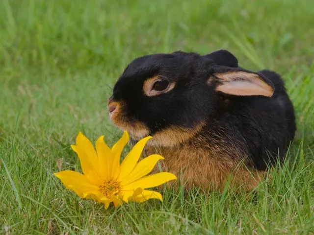 Osteraktion 2007: piclease versteckt sieben Frühlingsmotive als Gratis-Download für treue Kunden Bild: Osteraktion 2007: piclease versteckt sieben Frühlingsmotive als Gratis-Download für treue Kunden