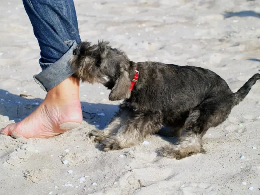 Der praktische Nutzen der Ethologie? Bild: Der praktische Nutzen der Ethologie?