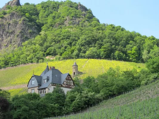 Bild: Ein Weingut und die umliegenden Weinberge als Eventlocation