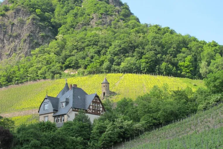 Bild: Ein Weingut und die umliegenden Weinberge als Eventlocation