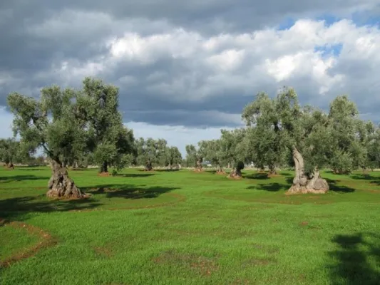 Bild: Kunstprojekt 2010 „Site Specific“ im Torre Coccaro & Torre Maizza - Apulien künstlerisch entdecken