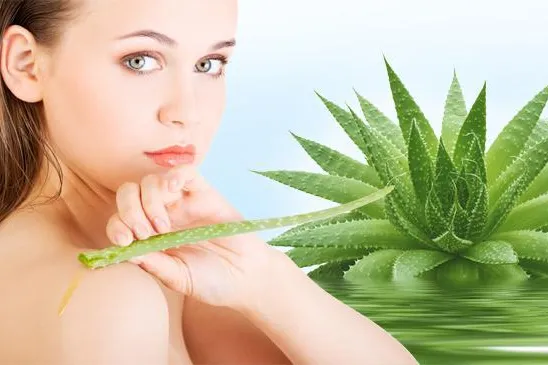 Die Tugenden der Aloe Vera Bild: Die Tugenden der Aloe Vera