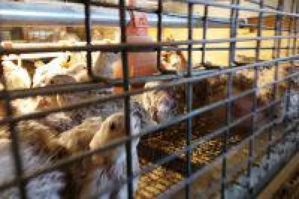 Bild: Deutsches Tierschutzbüro reicht Dienstaufsichtsbeschwerde gegen Veterinäre des Veterinäramts Vechta ein
