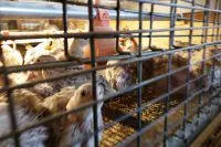 Bild: Deutsches Tierschutzbüro reicht Dienstaufsichtsbeschwerde gegen Veterinäre des Veterinäramts Vechta ein