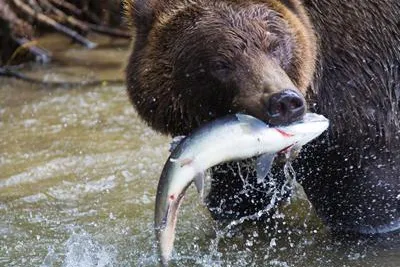 „RE04 Wasserkraft Kanada“ – 2 Projekte angebunden Bild: „RE04 Wasserkraft Kanada“ – 2 Projekte angebunden
