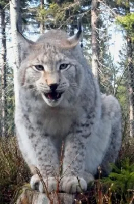 Bild: Waldhaus Mehlmeisel - Wo sich Luchs und Hirsch 'Gute Nacht' sagen - Erlebnis-Naturpädagogik im Fichtelgebirge