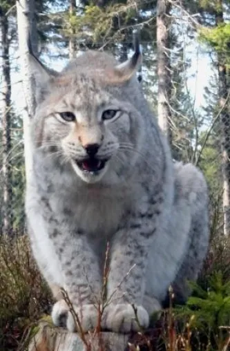 Waldhaus Mehlmeisel - Wo sich Luchs und Hirsch 'Gute Nacht' sagen - Erlebnis-Naturpädagogik im Fichtelgebirge Bild: Waldhaus Mehlmeisel - Wo sich Luchs und Hirsch 'Gute Nacht' sagen - Erlebnis-Naturpädagogik im Fichtelgebirge