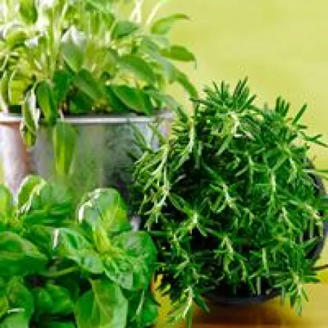 Bild: Das kleine Kräuter-Einmaleins