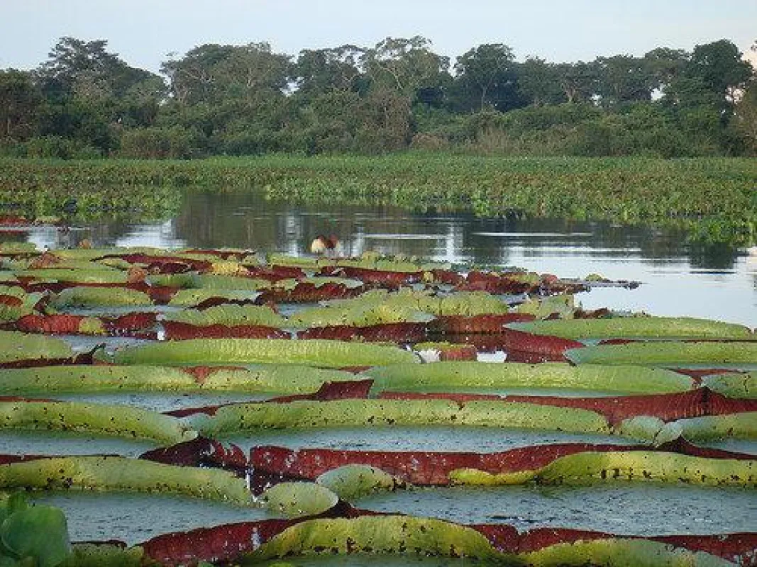 Das Pantanal © Raphael Milani/ Flickr