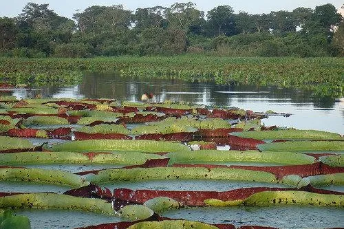 Mietwagentouren durch Brasilien Bild: Mietwagentouren durch Brasilien