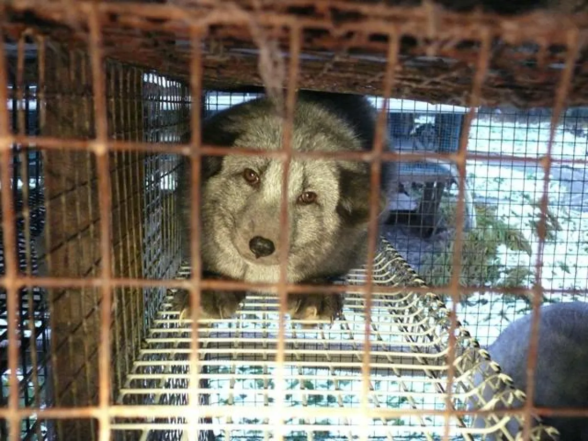 Polarfuchs in einer SAGA zertifizierten Farm in Finnland (c) VIER PFOTEN