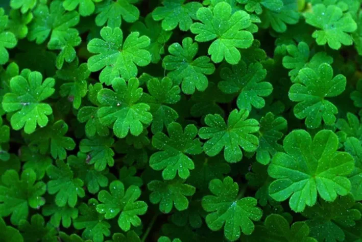 Bild: Neues Frühlingsangebot von Ma-Ma-Co: „Fresh-up-your-Internet“ verfügbar