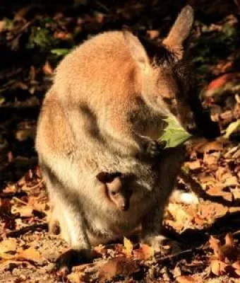 Bild: Taschenkontrolle im Outback des Erlebnis-Zoo Hannover