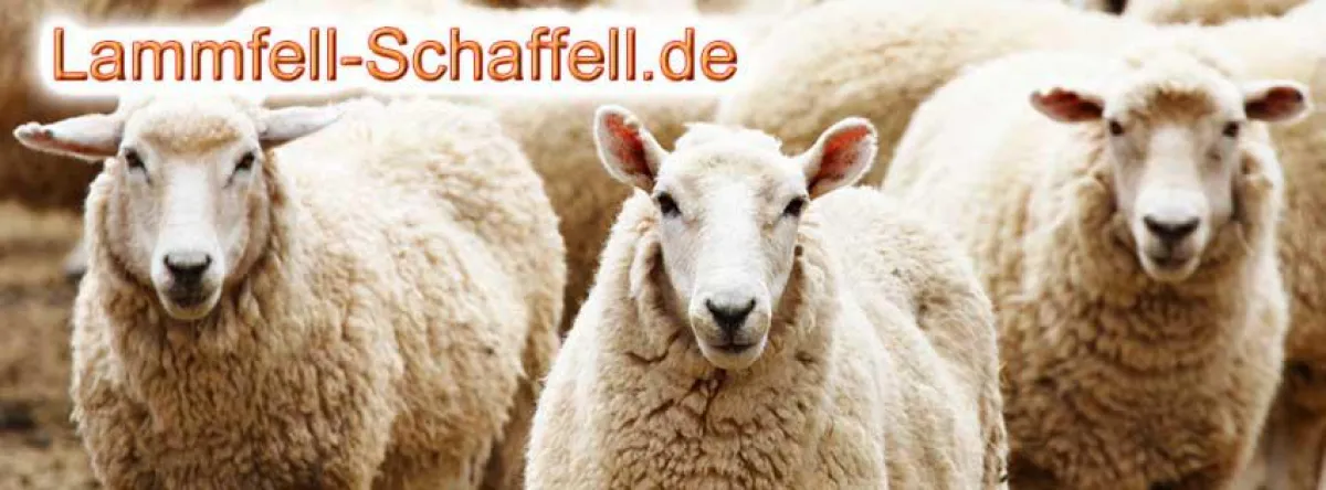 Der kuschlige Lammfell-Schaffell.de Onlineshop
