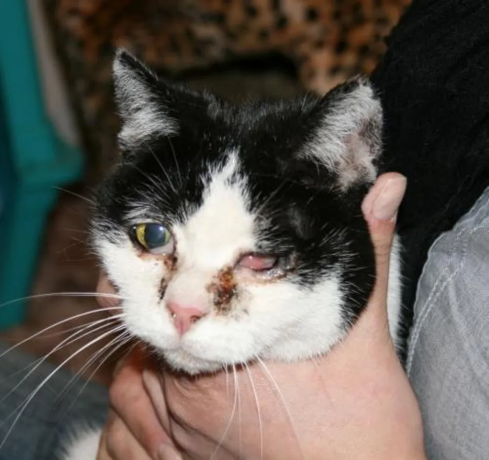 Katzenschutzbund Köln - kranke Fundkatze