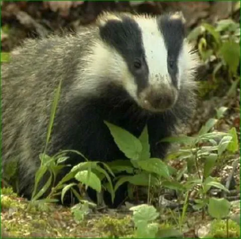 Bild: Politik begünstigt Tierquälerei