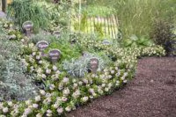 Bild: Bloombux® als blühende Beeteinfassung im Kräutergarten