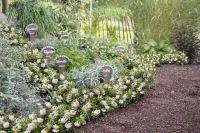 Bild: Bloombux® als blühende Beeteinfassung im Kräutergarten
