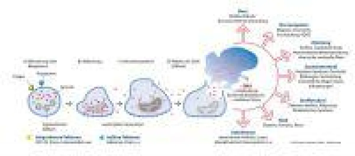 Alcat Test - Studie Yale University: Wirkmechanismen einer Nahrungsmittel-Unverträglichkeit