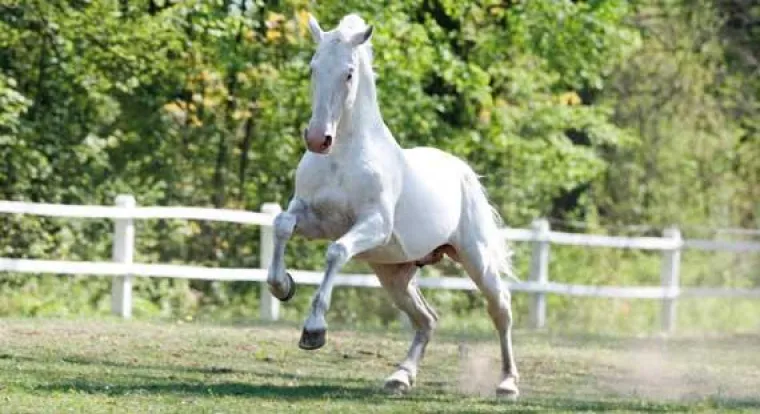 Bild: Unterstützung des Immunsystems beim Pferd - Hilfe durch effektive Mikroorganismen