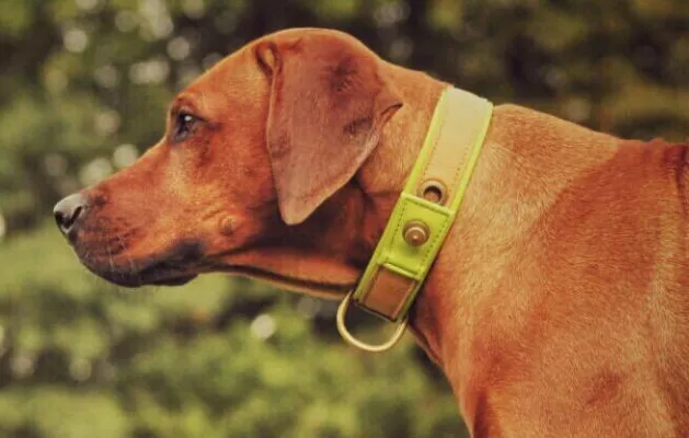 Bild: Die Zauberbett Manufaktur präsentiert neue Produkte auf der TIERisch gut - Haustiermesse Karlsruhe