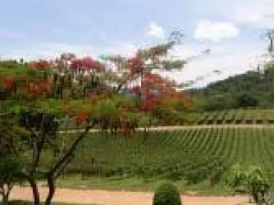 Das kulinarische Thailand während der Sommerferien 2008 erleben Bild: Das kulinarische Thailand während der Sommerferien 2008 erleben