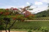 Das kulinarische Thailand während der Sommerferien 2008 erleben Bild: Das kulinarische Thailand während der Sommerferien 2008 erleben