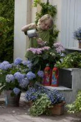 Bild: Blau machen - Farbechte Blüten mit frux Hortensienerden und -düngern
