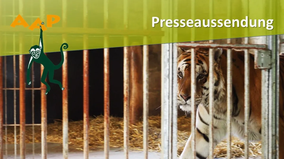 Tonga musste 15 Jahre in engen Käfigen leben und von Zirkus zu Zirkus reisen. Jetzt befreit AAP ihn (© Freie Nutzung unter Creditnennung: Patrick Mueller / AAP)