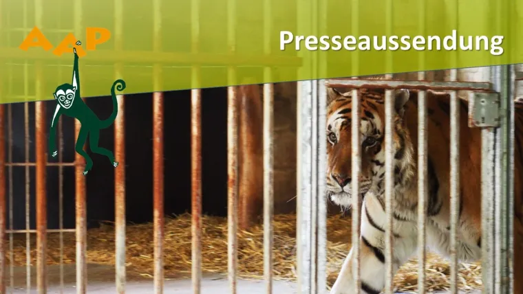 Brandenburg: Tiger nach 15 Jahren im Zirkus gerettet Bild: Brandenburg: Tiger nach 15 Jahren im Zirkus gerettet